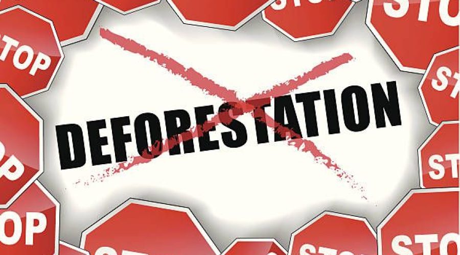 Các quy định về phá rừng của EU có thể khơi dậy sự hồi sinh đa dạng sinh học như thế nào